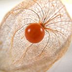 Physalis II