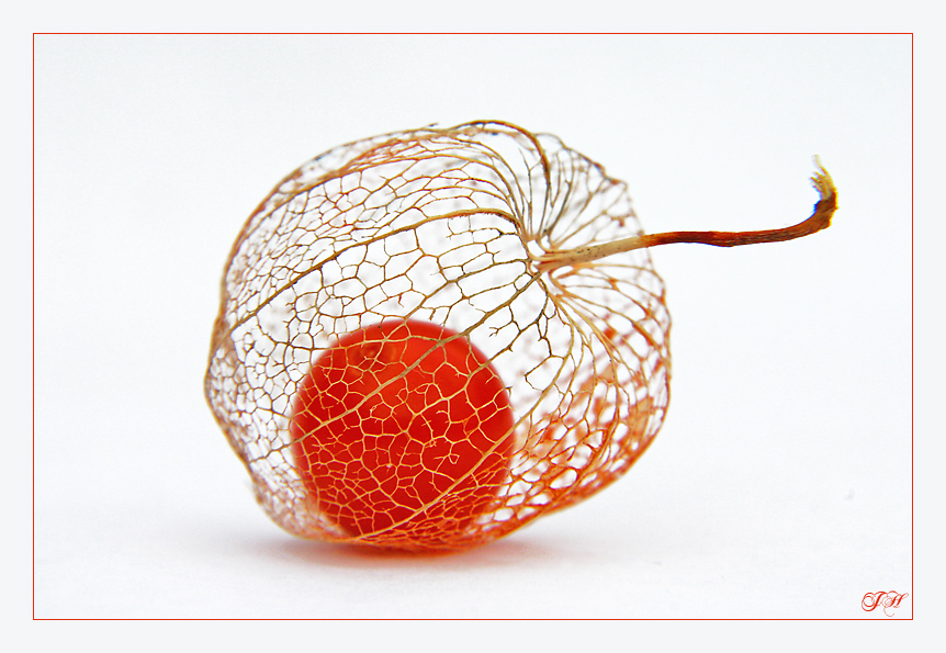 * Physalis II *