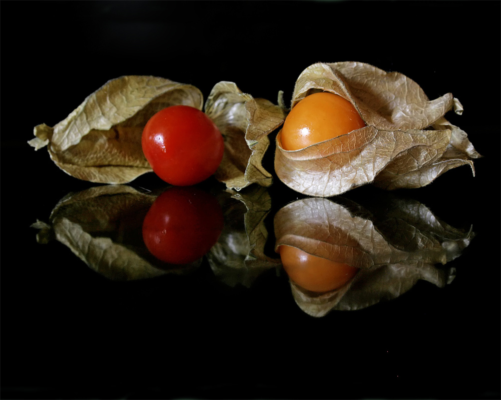 Physalis III