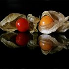 Physalis III