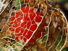 Physalis im Februar