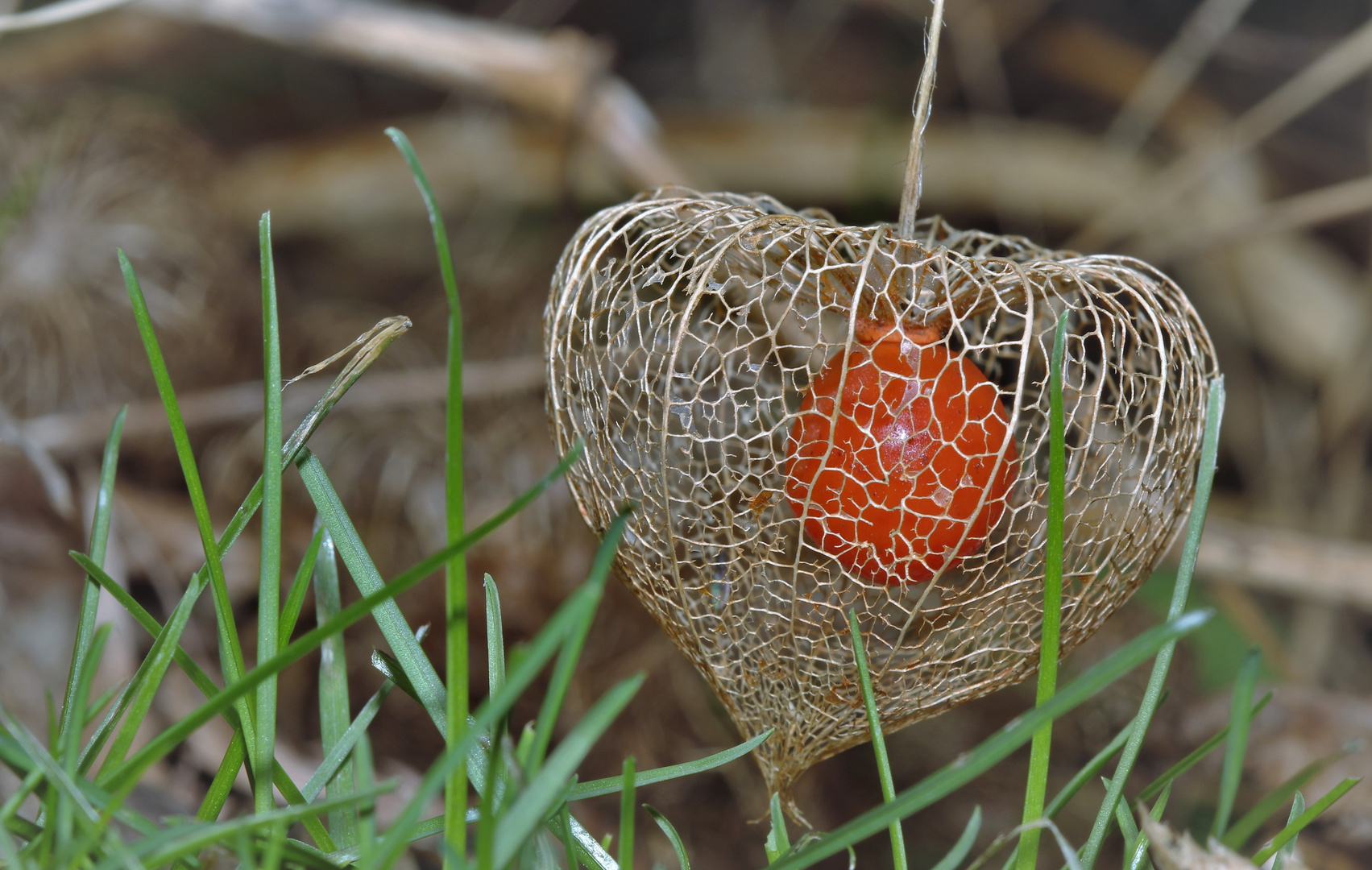 Physalis im Februar