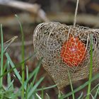 Physalis im Februar