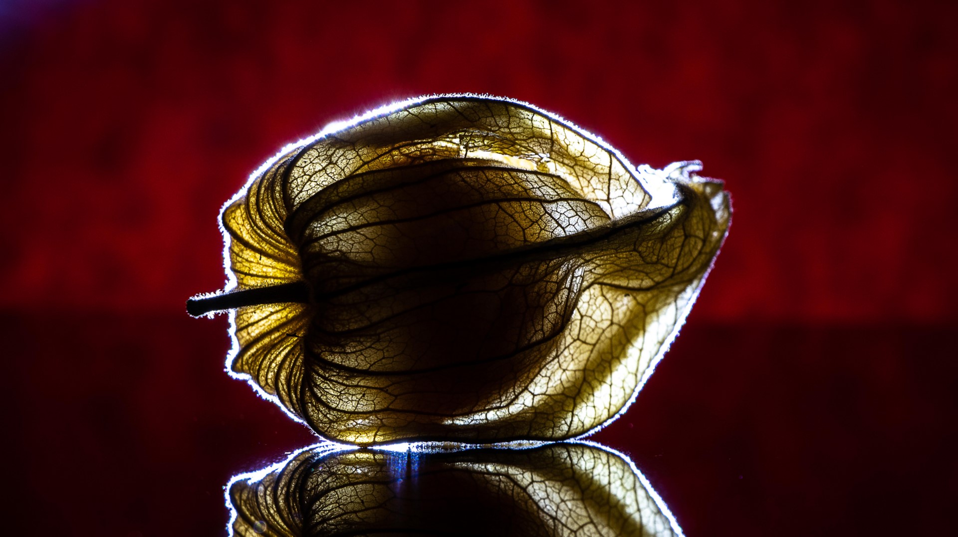 Physalis im Gegenlicht