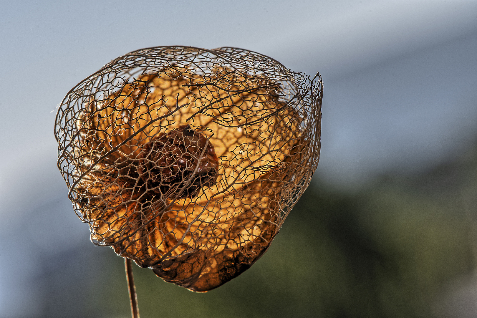 Physalis im Gegenlicht