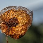 Physalis im Gegenlicht