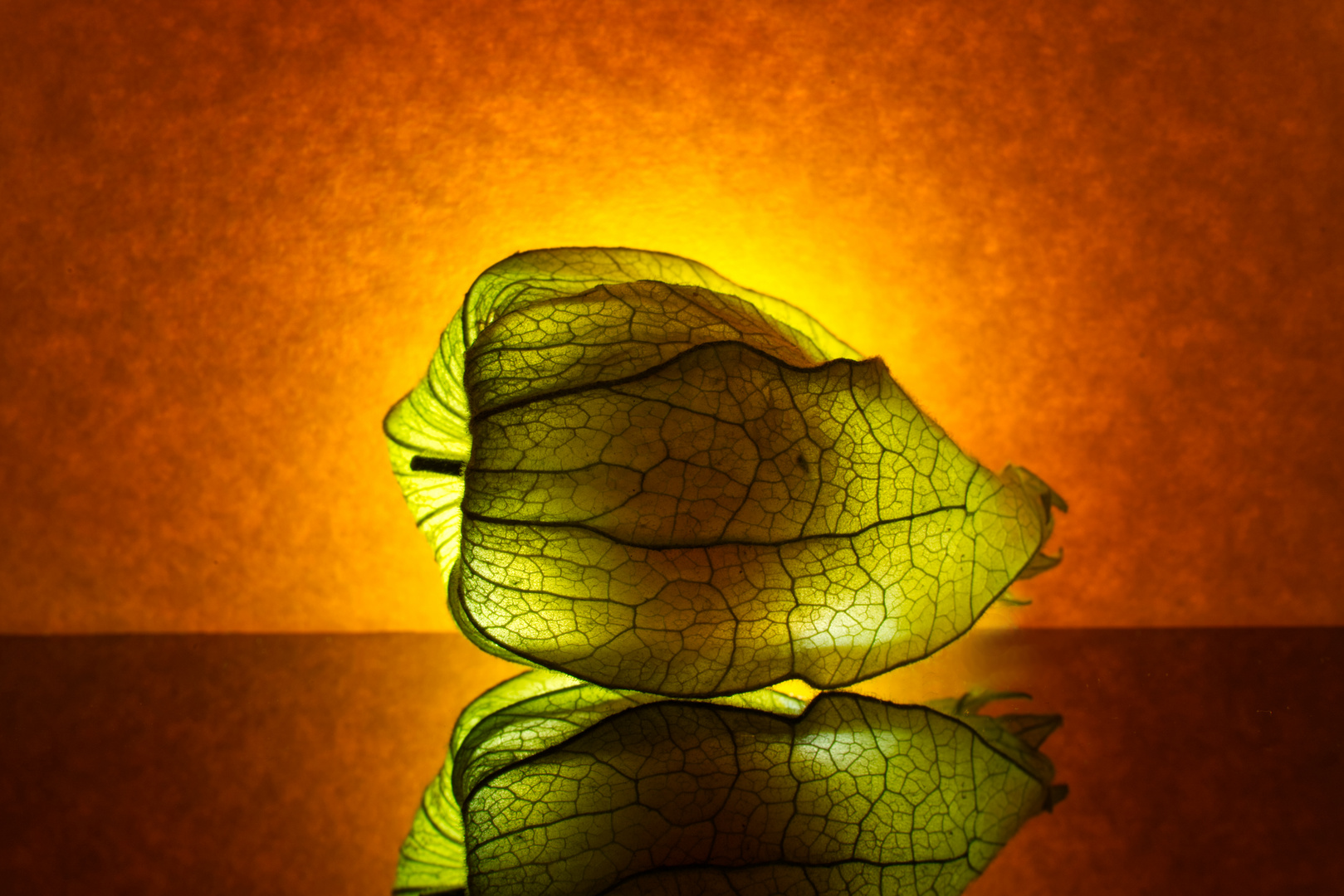 Physalis im Gegenlicht