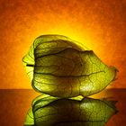 Physalis im Gegenlicht