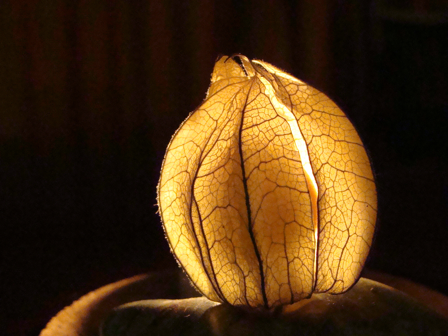 Physalis im Gegenlicht