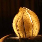 Physalis im Gegenlicht