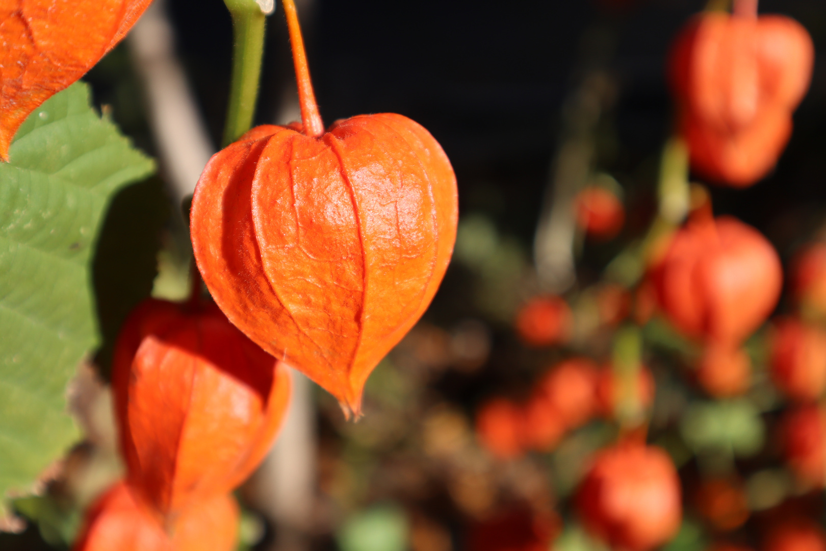 Physalis im goldenen Herbst!