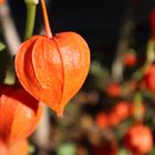 Physalis im goldenen Herbst!