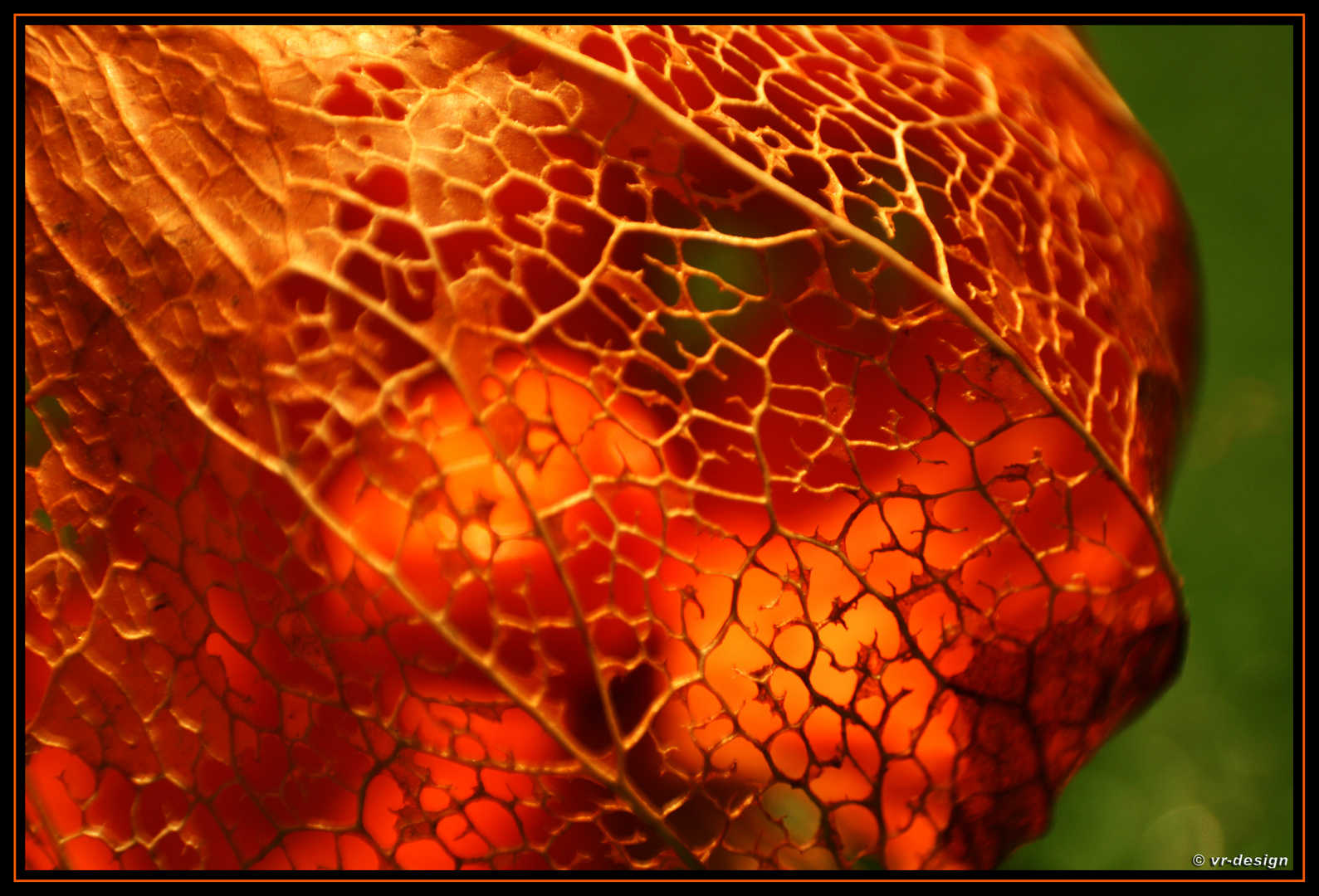 Physalis im Herbst !