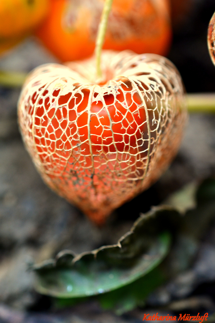 Physalis im Herbst