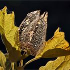 Physalis im Herbstlicht...