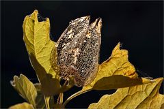 Physalis im Herbstlicht...