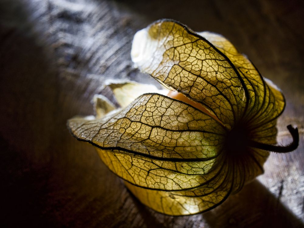 Physalis im Licht