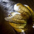 Physalis im Licht