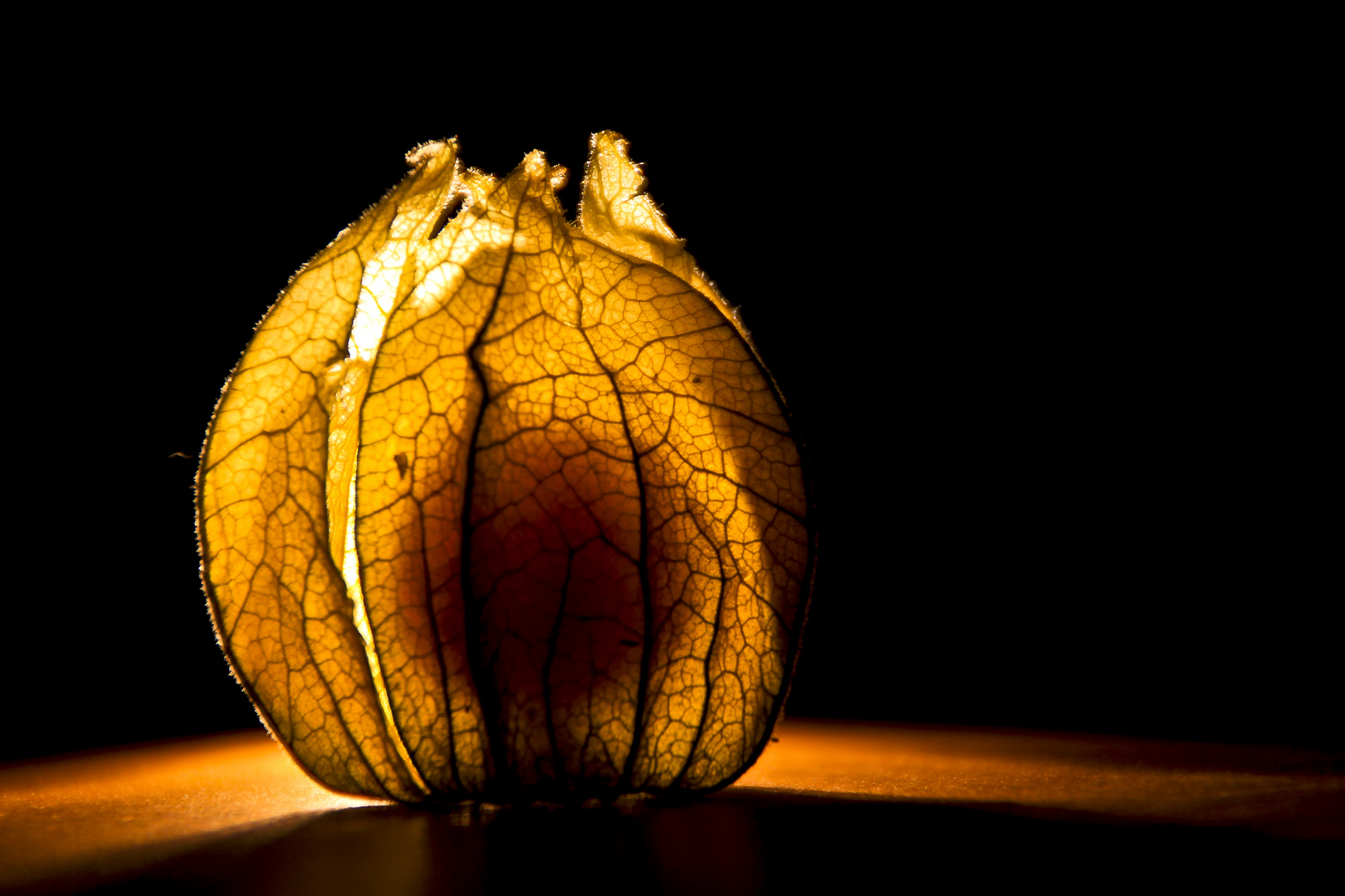 Physalis im Licht