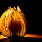 Physalis im Licht