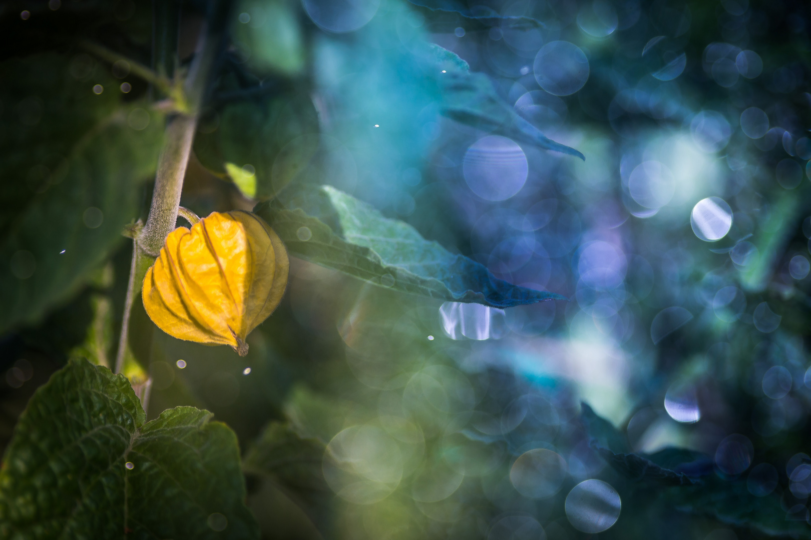 Physalis im Lichterreigen