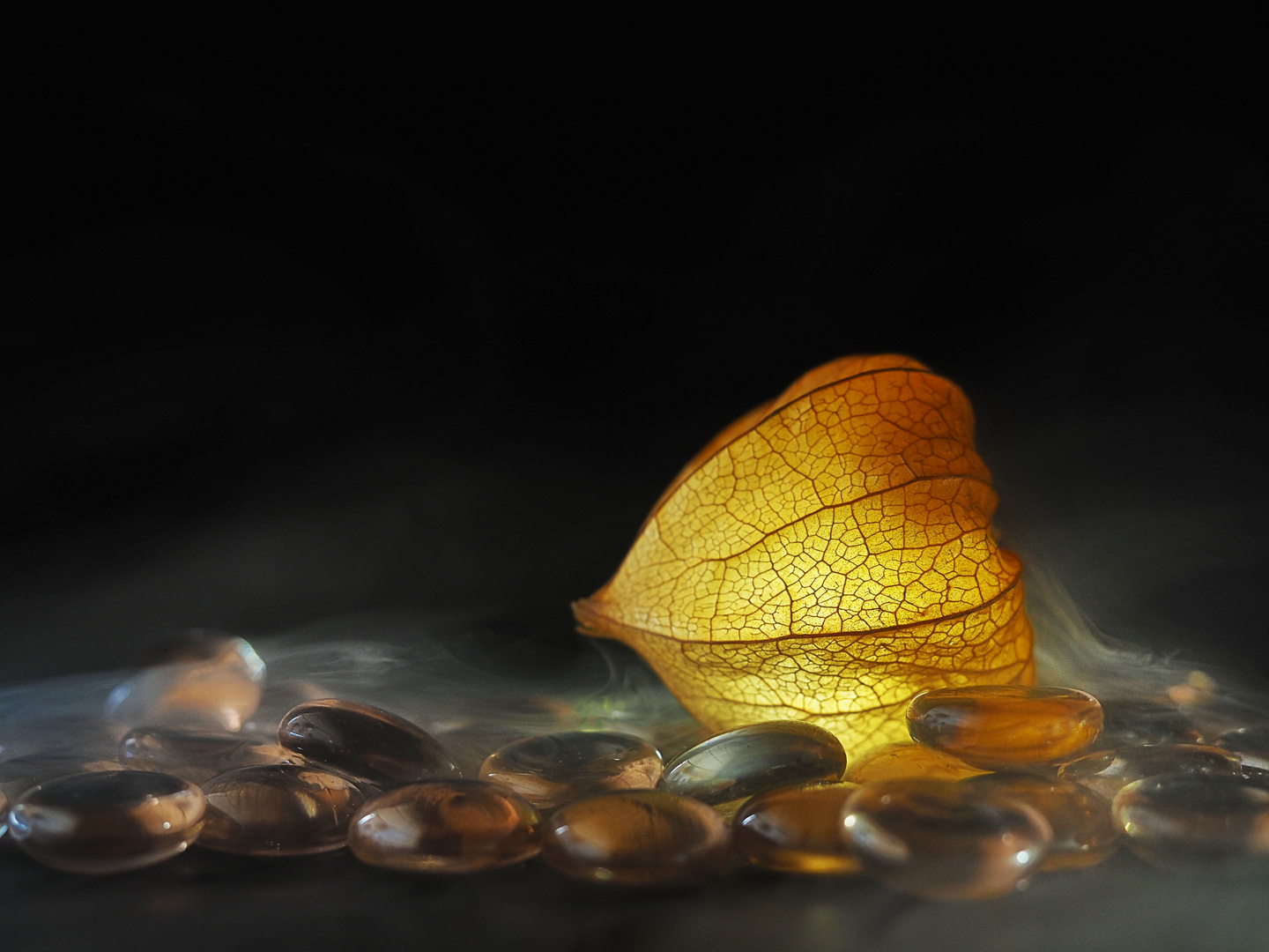 Physalis im Nebel