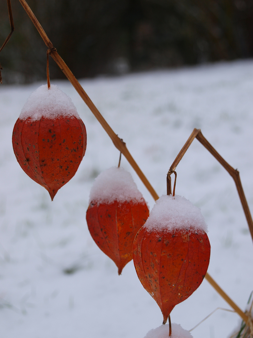 Physalis im Schnee