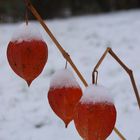 Physalis im Schnee