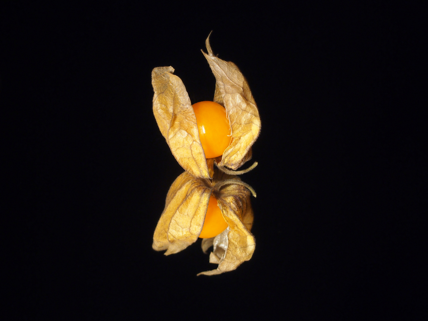 Physalis im Spiegel