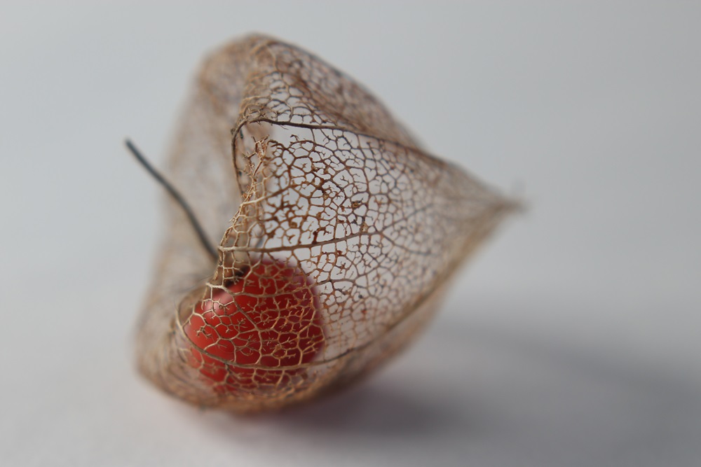 Physalis - im Winter