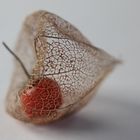 Physalis - im Winter