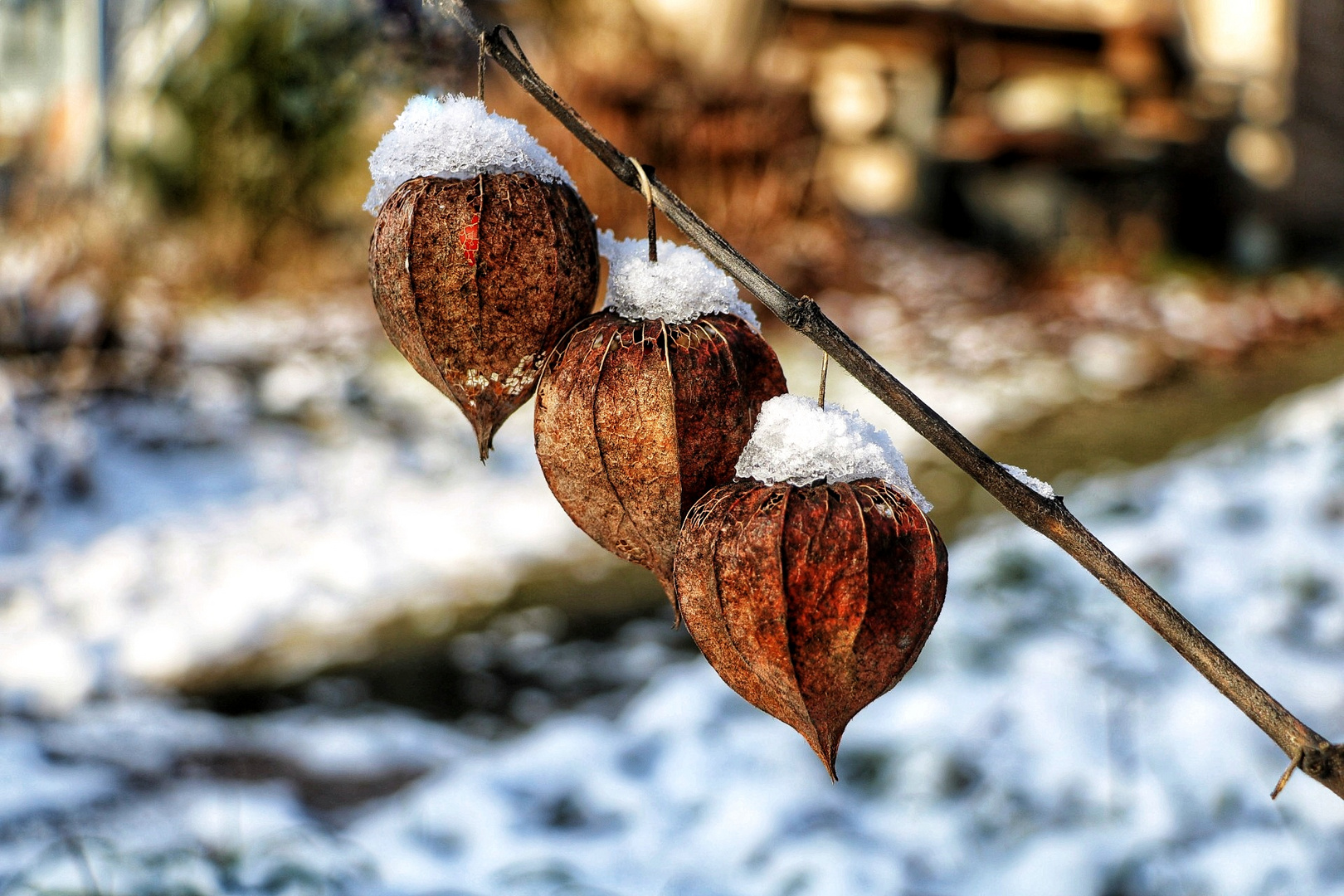 Physalis im Winter 