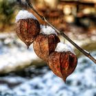 Physalis im Winter 