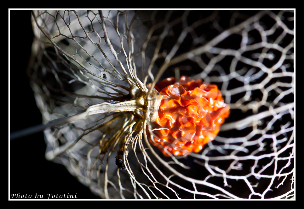 physalis in die Jahre gekommen