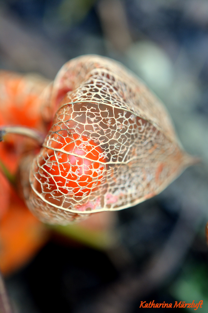 Physalis in Nahaufnahme