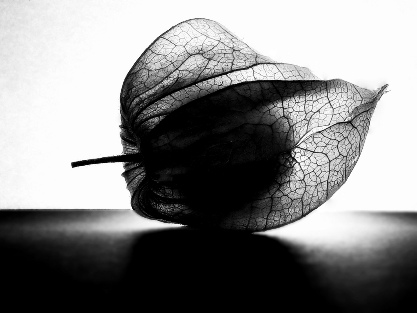 Physalis in schwarz-weiss