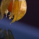 Physalis In Space