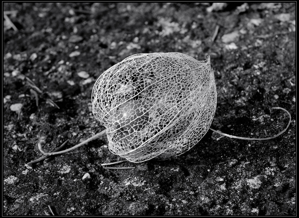 Physalis in SW