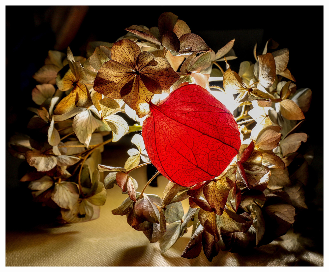 Physalis in Szene gesetzt