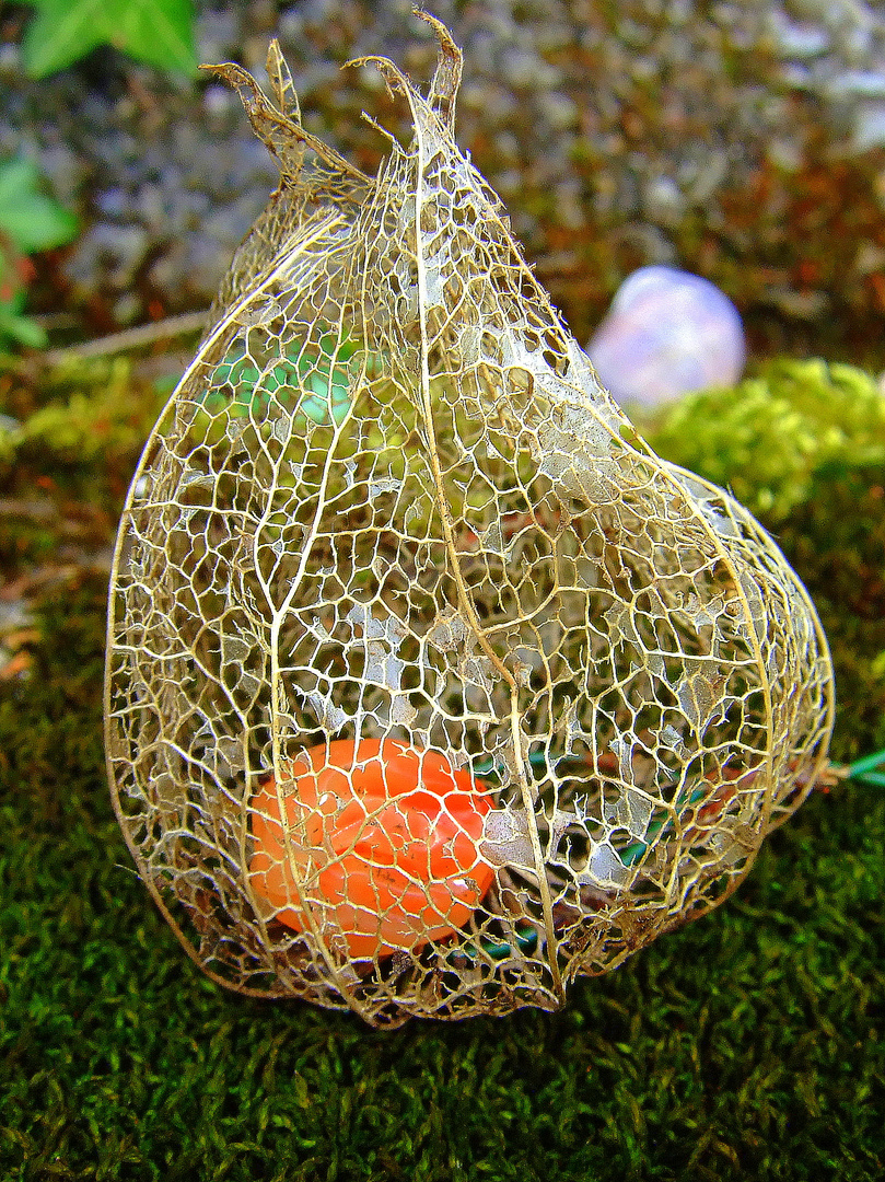 Physalis (Kapstachelbeere)