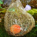 Physalis (Kapstachelbeere)