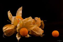 Physalis (Kapstachelbeeren)