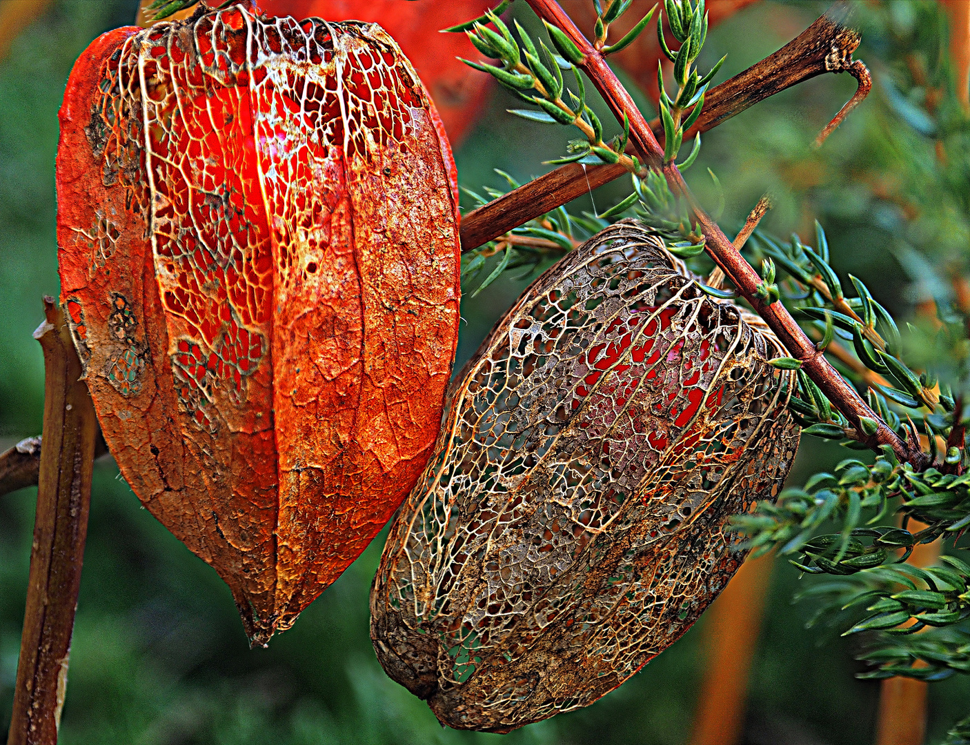 Physalis - Lampionblume