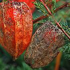 Physalis - Lampionblume