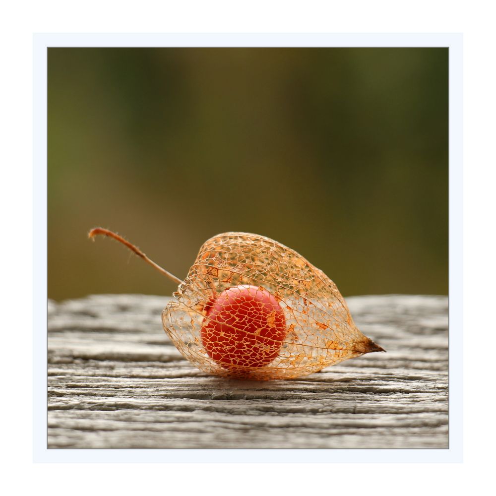 Physalis,  Lampionblume