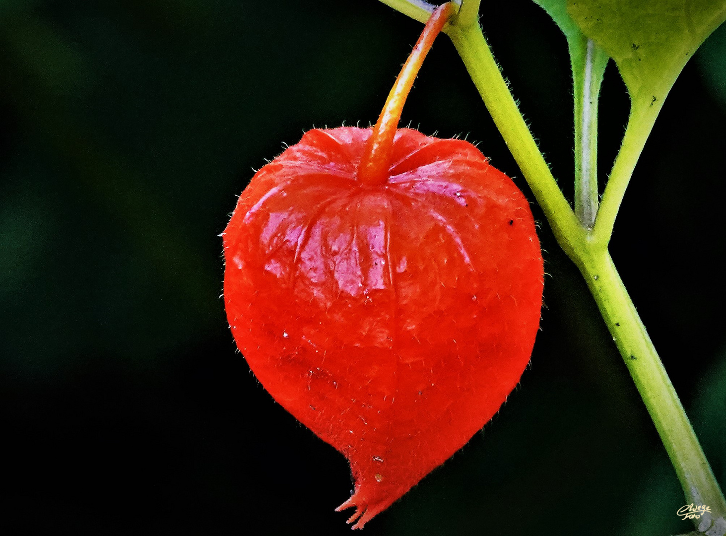 Physalis (Lampionblume)