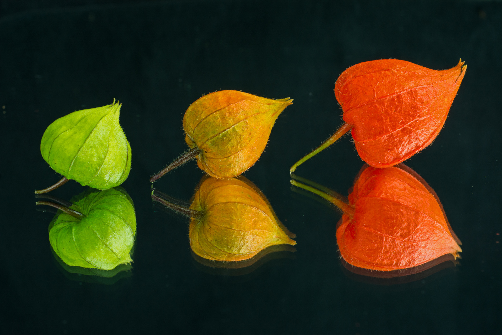 Physalis - Lampionblume