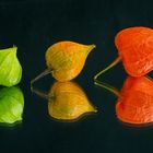 Physalis - Lampionblume