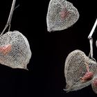 Physalis-Lampions III