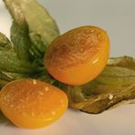 Physalis mal anders